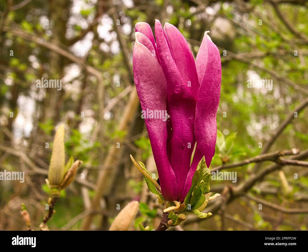 Magnolienbäume sind in der Blütezeit eine wahre Pracht. Ein Blickfang Stockfoto