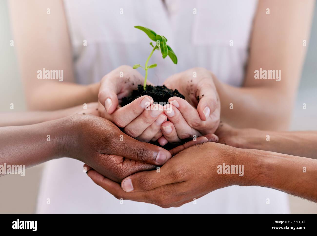 Wachstum, Teamarbeit und Nachhaltigkeit unterstützen die Hände von Geschäftsleuten, die Boden mit Blättern oder Blumen halten. Nachhaltige, kommunale und umweltfreundliche Freunde sind für den Tag der Erde oder die Entwicklung der Welt von großer Bedeutung Stockfoto