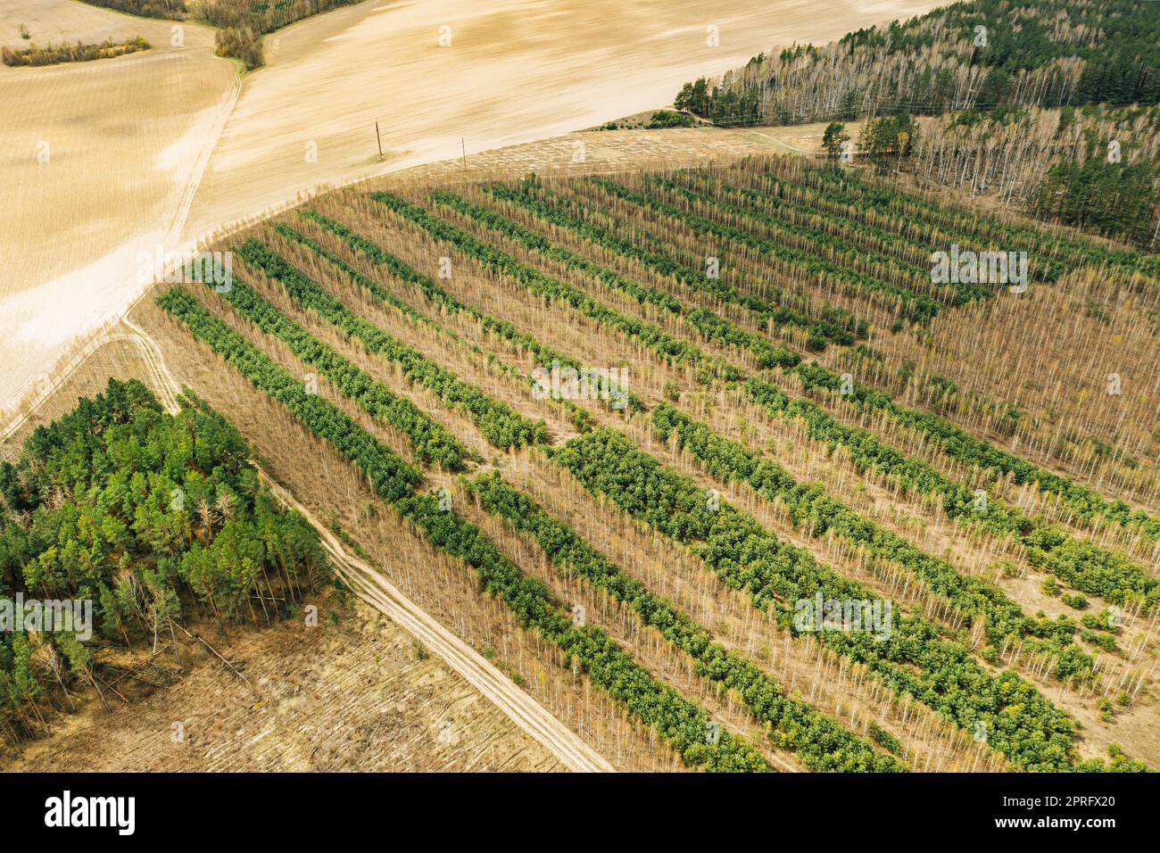 Junger Mischwald in EINEM bepflanzten Waldgürtel. Luftaufnahme Der Waldstreifen Landschaft Im Frühen Frühjahr Sonnentag. Drohnenansicht. Vogelperspektive Stockfoto