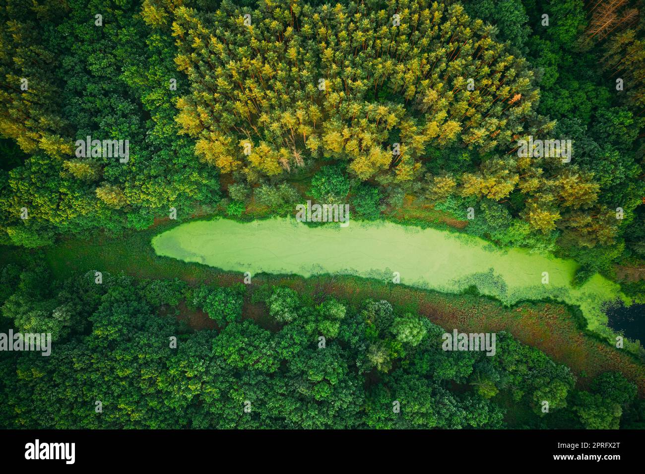 Erhöhter Blick Auf Grünes Sumpfgebiet Und Grüne Waldlandschaft Im Sonnigen Sommertag. Einstellung. Wald in Vogelperspektive Stockfoto