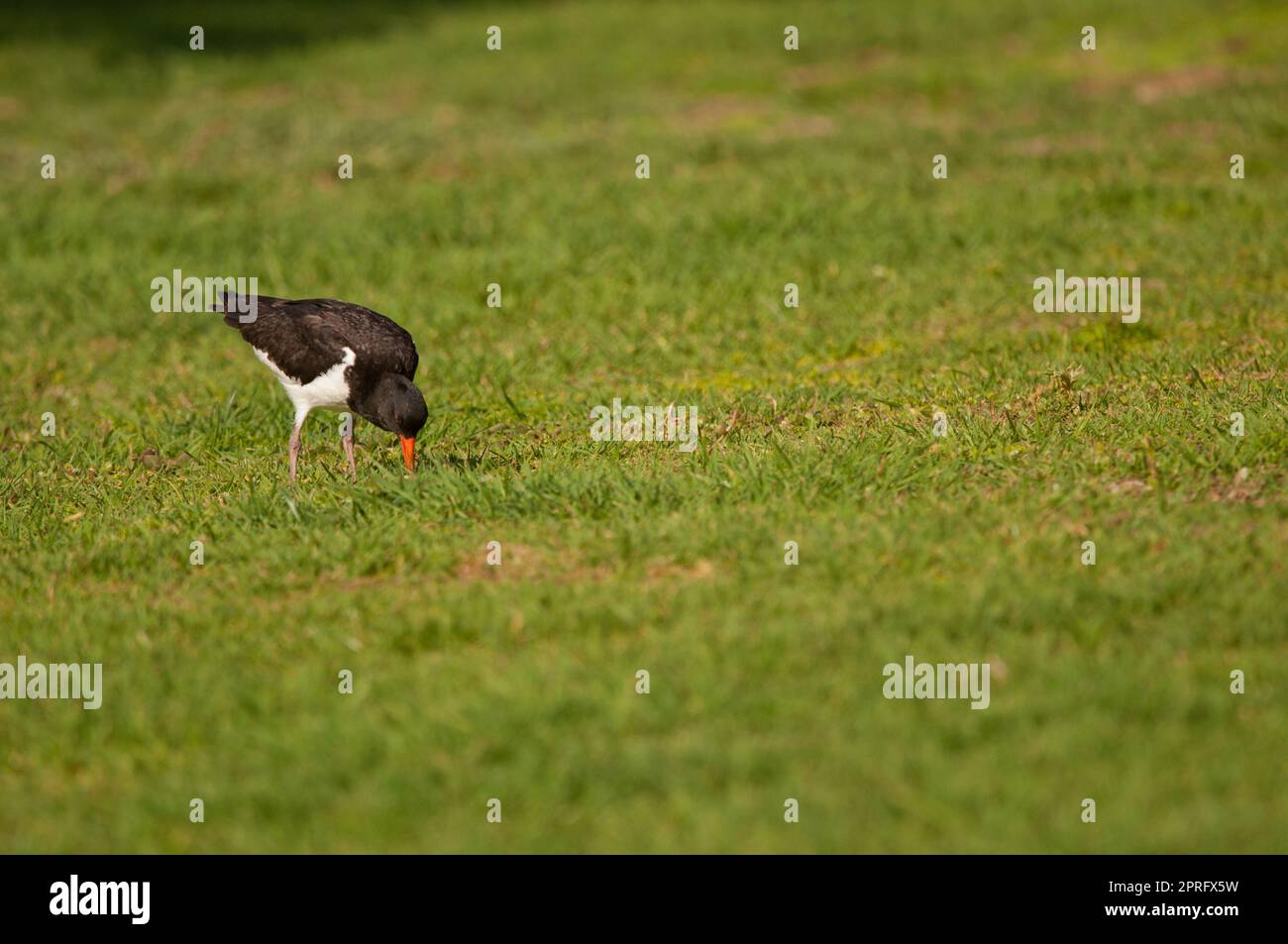 Eurasischer Austernfischer auf der Suche nach Essen in einem Garten. Stockfoto