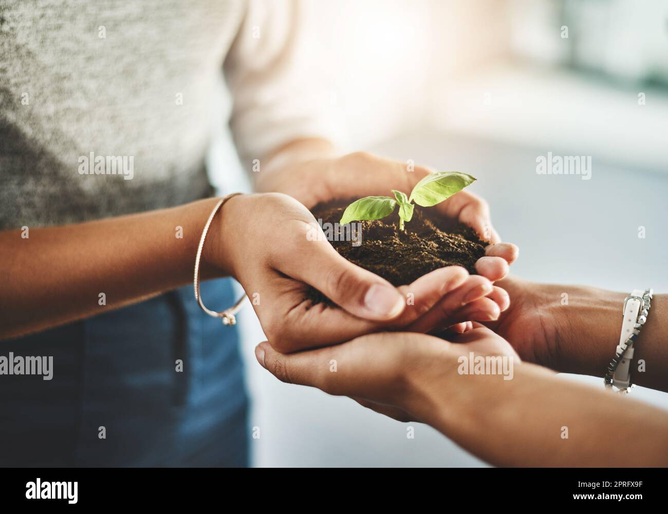 Nahaufnahme von Händen, die organische Pflanzen halten, um die CO2-Bilanz durch Ökologie zu reduzieren und gemeinsam umweltfreundlich zu sein. Freunde, die saubere Energie, einen nachhaltigen Lebensstil und grünes Laub begrüßen Stockfoto