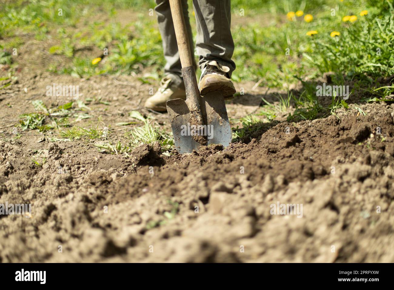 Der Kerl gräbt im Garten. Kartoffelpflanzen in Russland. Gärtner arbeitet. Ich Grabe Erde aus. Stockfoto