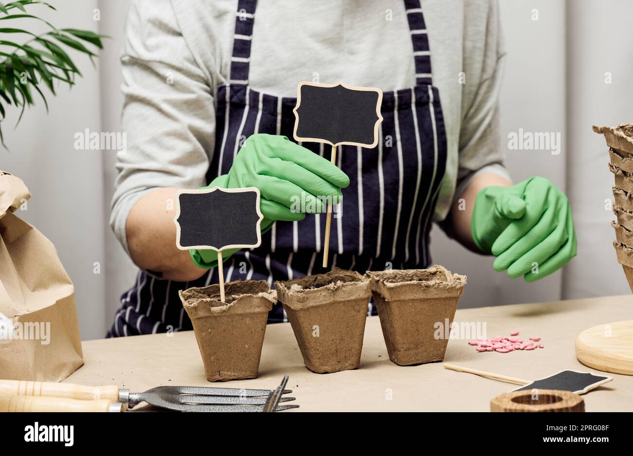 Eine Frau arrangiert Holzmarker in Pappbechern mit Erde, um die Namen der gepflanzten Samen zu unterschreiben. Wächst zu Hause Stockfoto