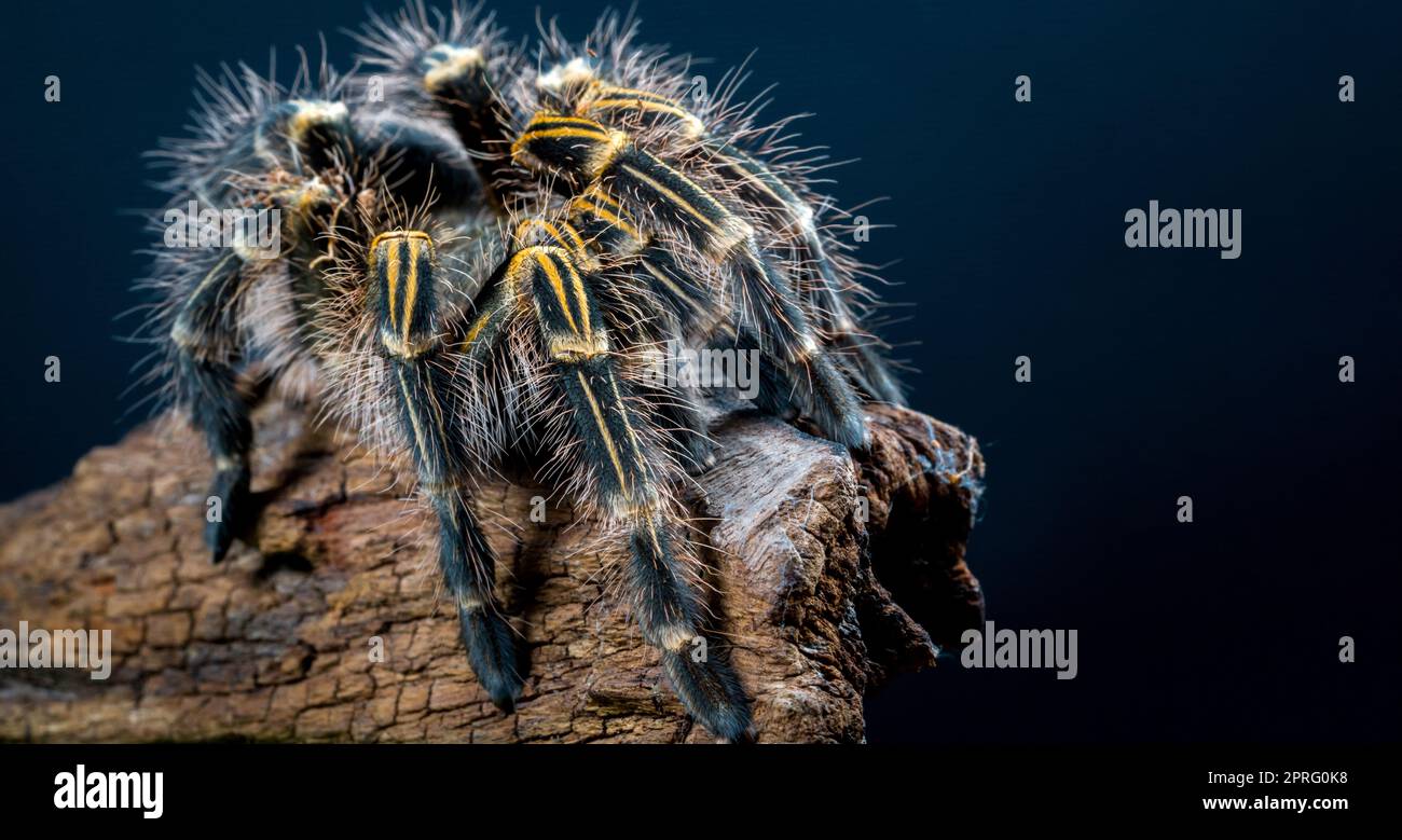 Grammostola pulchripes tarantula (Chaco Golden Knee) auf dunkelblauem Hintergrund. Große Tarantula mit gelben und schwarzen Haaren auf Log. Studioaufnahme Stockfoto