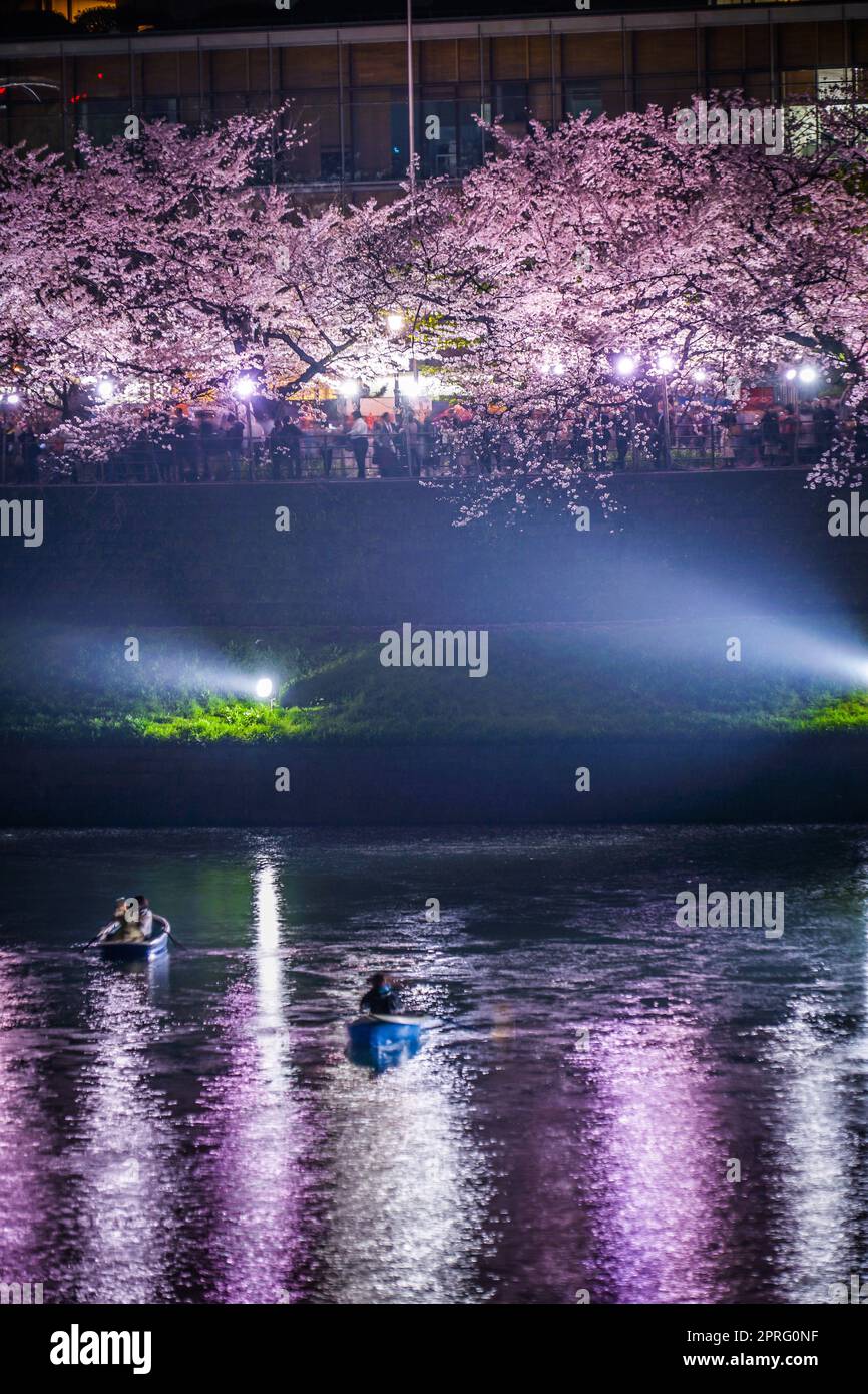 Von Chidorigafuchi gehen, um Kirschblüten in der Nacht zu sehen Stockfoto