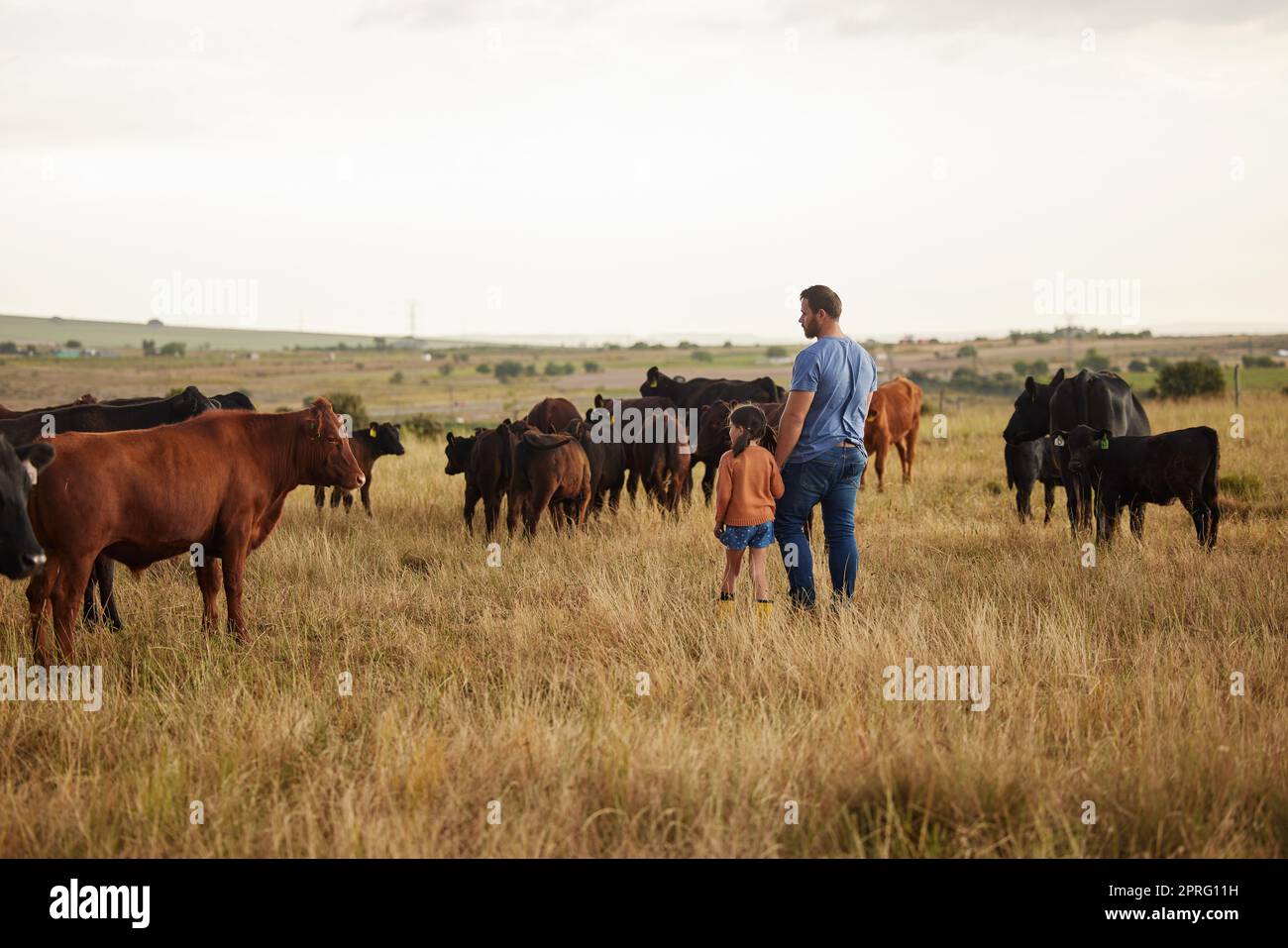 Landwirtschaft, Nachhaltigkeit und Landwirtschaft auf dem Lande mit Vater, der sich mit Mädchen auf der Rinderfarm verbindet. Eltern zeigen der Tochter das Vieh und haben Spaß. Reden, spazieren gehen und Familienurlaub in der Natur genießen Stockfoto