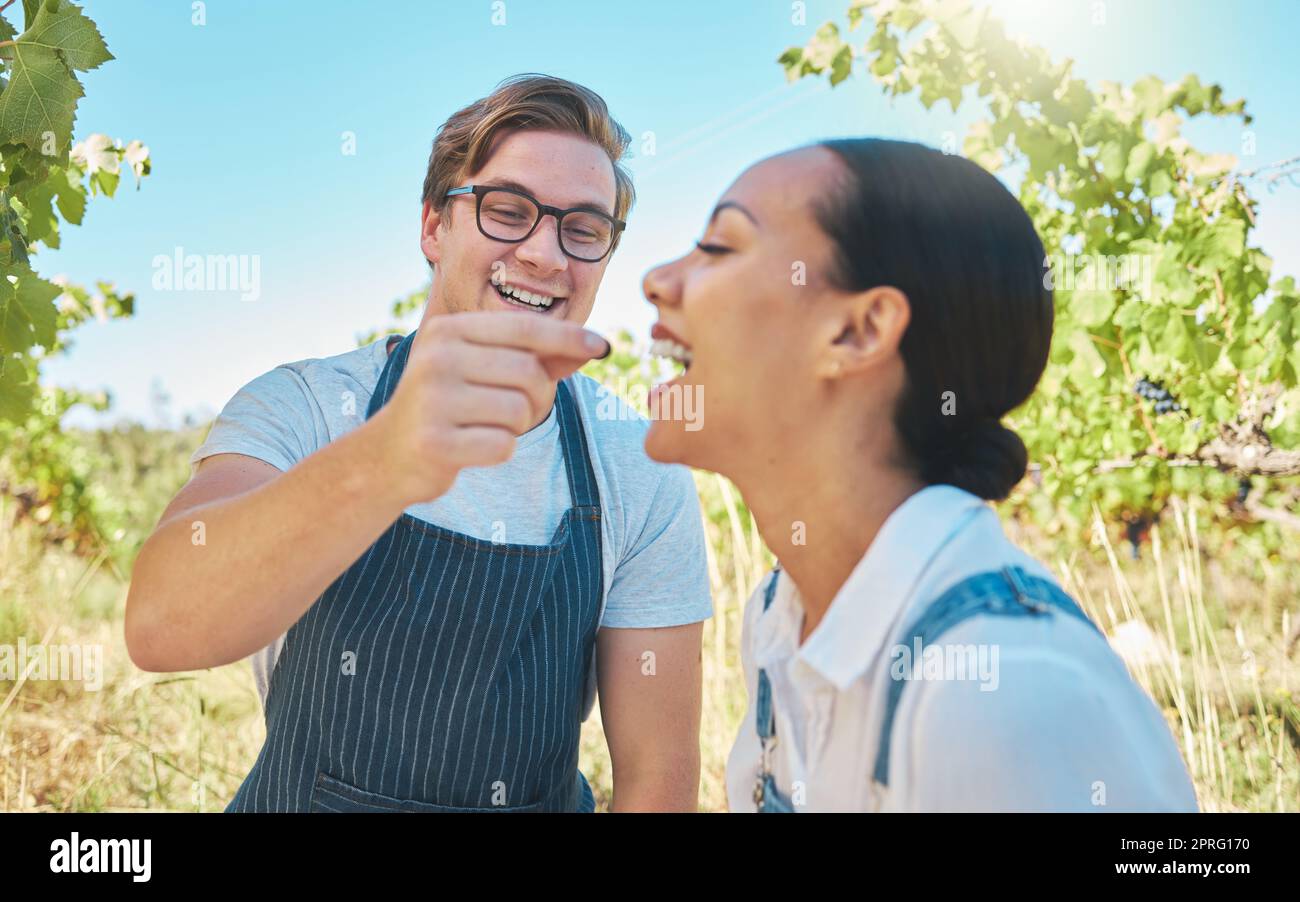 Liebe, Landwirtschaft und ein Paar auf einem Weinberg im Happy Moment, das Trauben auf einer Weinverkostungsfarm teilt. Mann und Frau haben zusammen süßen Spaß, während sie im Sommer in der Natur auf dem Land Landwirtschaft betreiben. Stockfoto