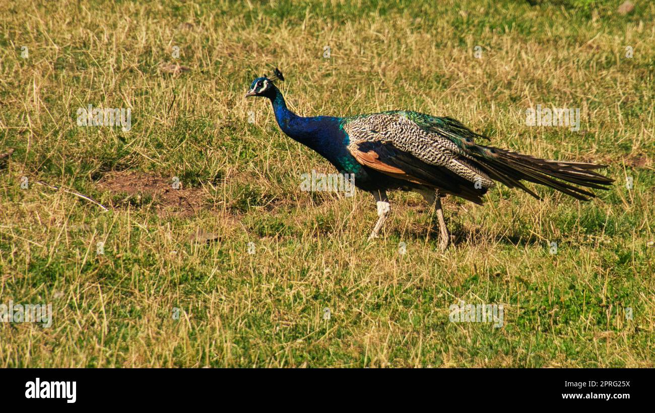 pfau auf der Pfaueninsel in berlin. Hier laufen diese prächtigen Vögel frei auf der Insel herum Stockfoto