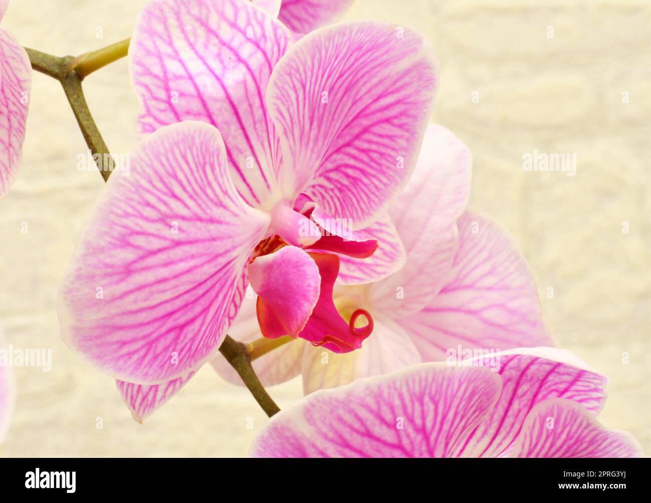 Phalaenopsis-Blüte (Latein. Phalaenopsis) oder Orchidee (Latein. Orchidaceae) von weiß-violetter Farbe Stockfoto
