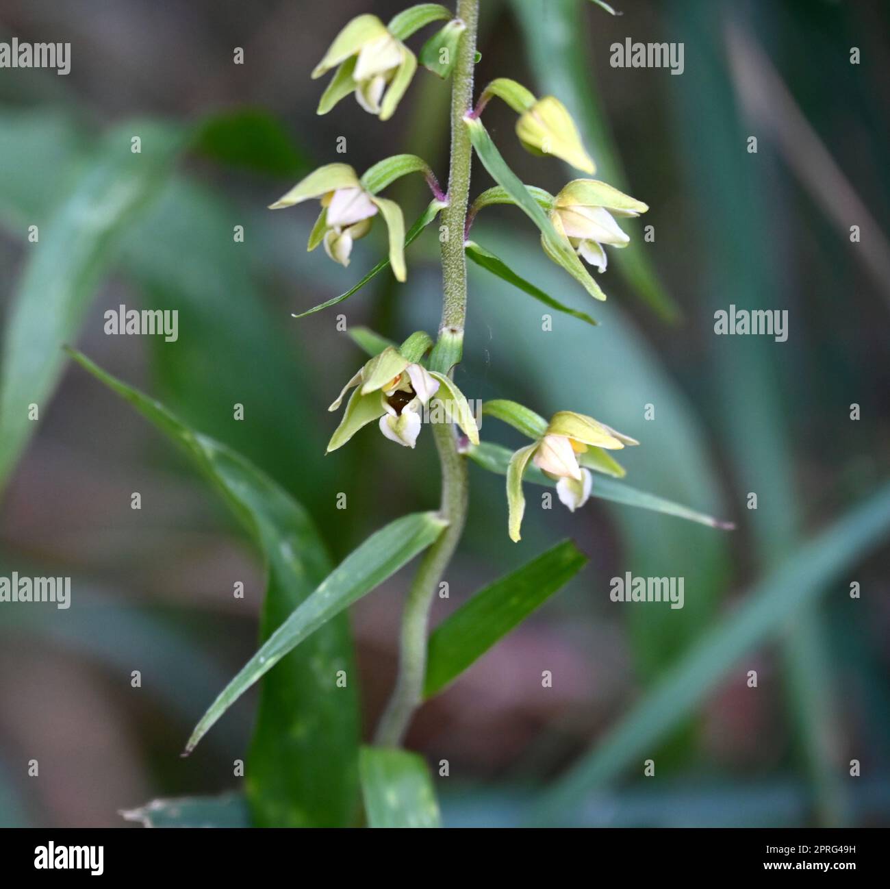 Epipactes Helleborin Stockfoto