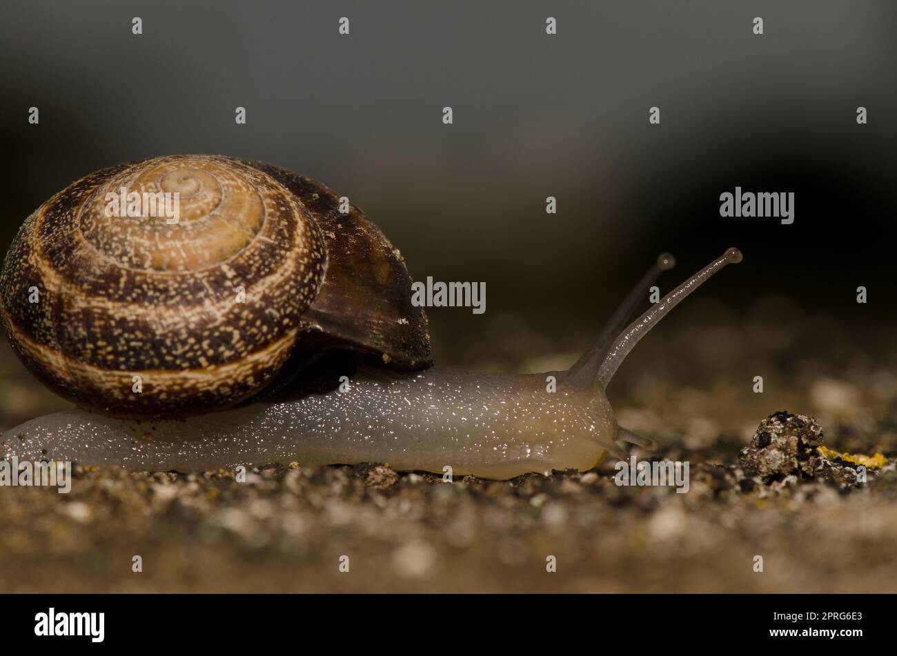 Milchschnecke Otala Lactea. Stockfoto