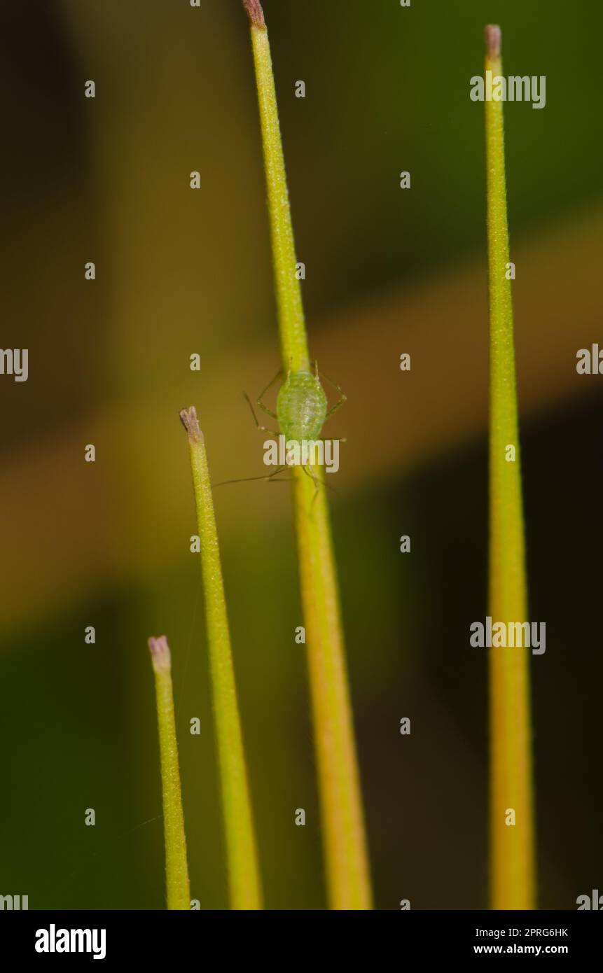 Die grüne Pfirsichaphide Myzus persicae auf einer Frucht der Geranie