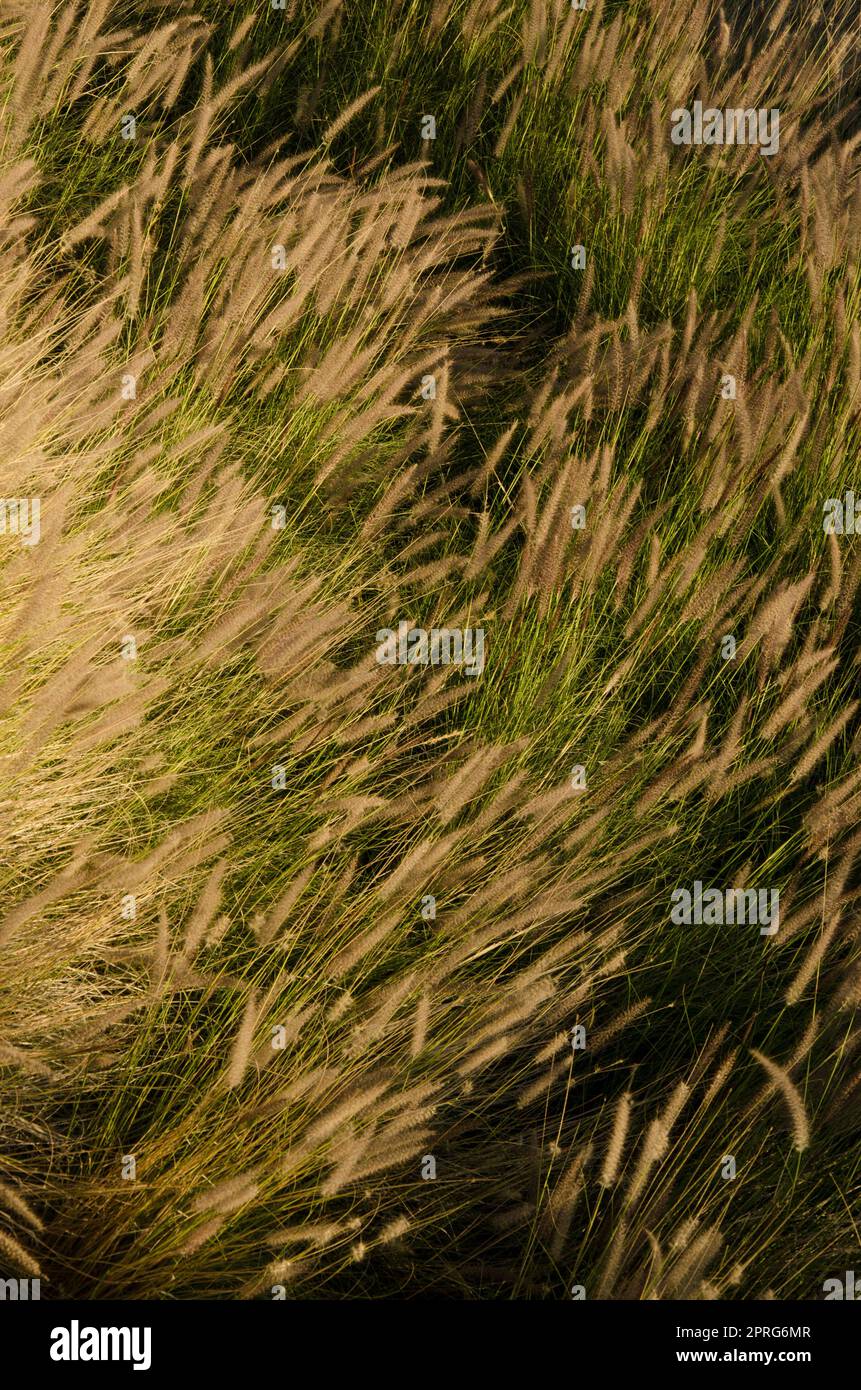 Das Dickicht des purpurnen Fountaingrass. Stockfoto