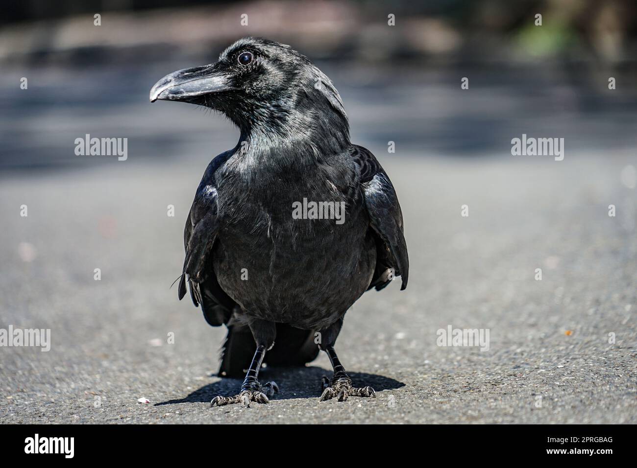 Tiefschwarze Krähe (Hashibuto-Glas) Stockfoto