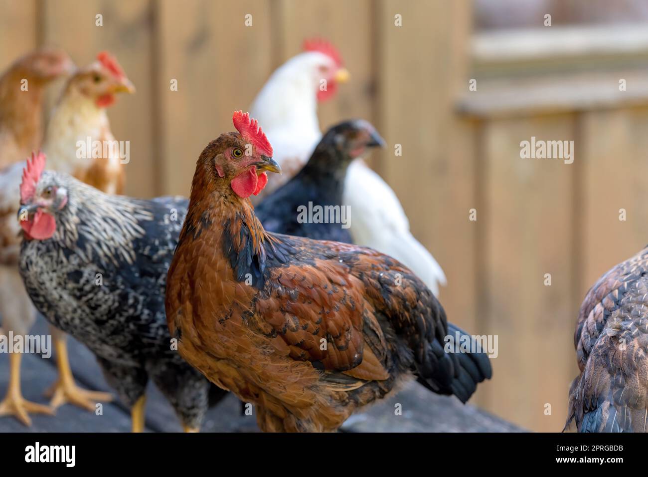 Freilandhühner auf einem deutschen Betrieb im Sommer Stockfoto
