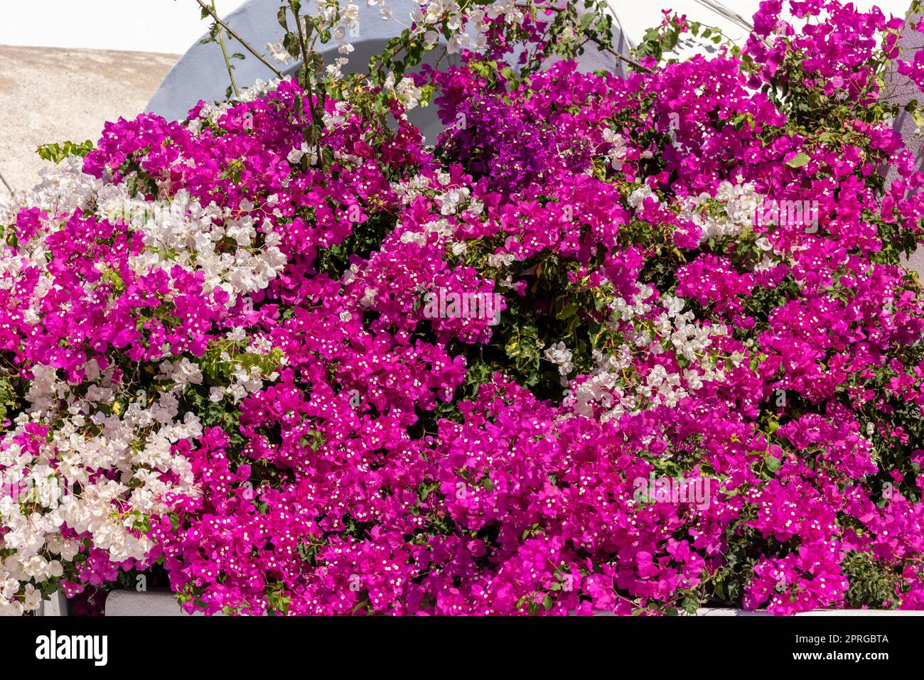 Blühende rot-weiße Bougainvillea-Blumen Stockfoto