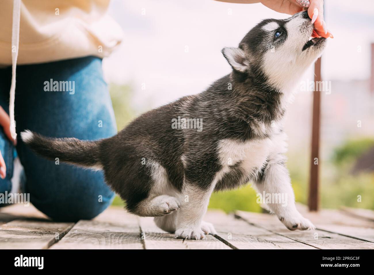 Vier-Wochen-alte Husky Puppy von weiß-grau-schwarz Farbe Essen aus den Händen der Besitzer Und Hilfe Mit Paw Stockfoto