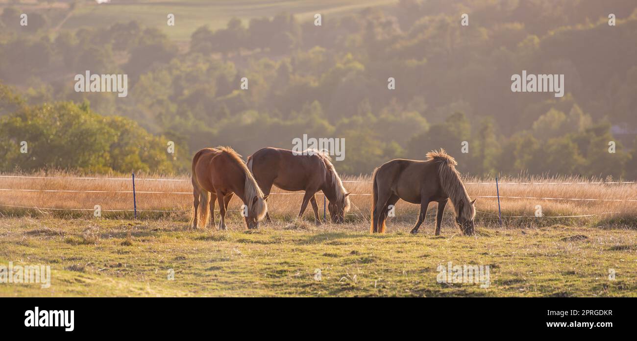 Schönes Pferd - Wunder der Natur. Schönes Pferd - in natürlicher Umgebung. Stockfoto