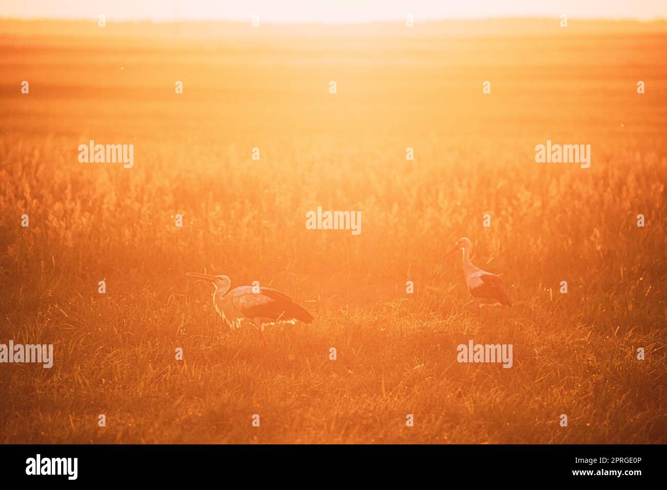 Europäische Weißstorchen Ciconia Ciconia Füttern In Summer Meadow Bei Sonnenuntergang. Wilde Vögel In Sonniger Nacht In Weißrussland. Sonnenschein Über Meadow Landscape Stockfoto