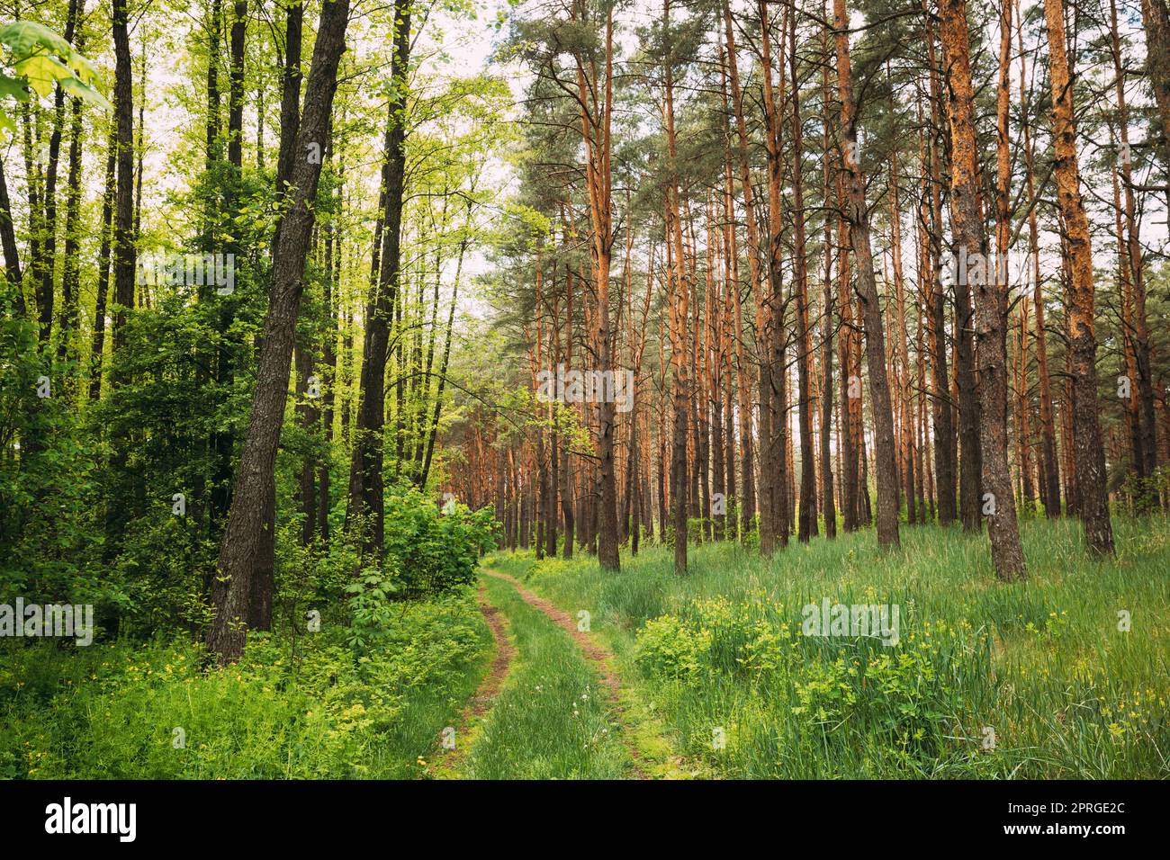 Fairy Forest Lane Road Durch Sommer Grün Gemischt Laub-Und Nadelwald. Europäische Natur Stockfoto