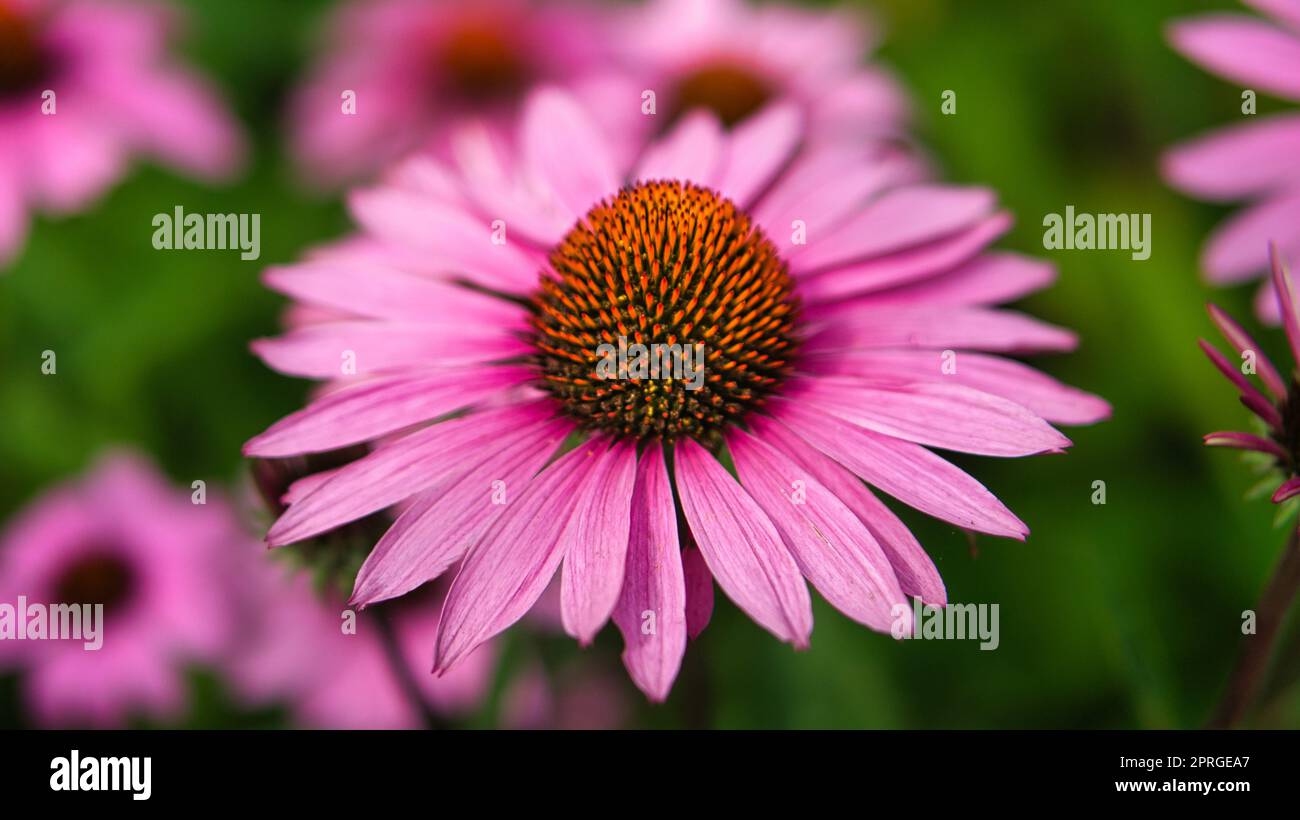 Nahaufnahme einer Blüte einer wunderschönen Blume. Detaillierte Einzelaufnahme Stockfoto