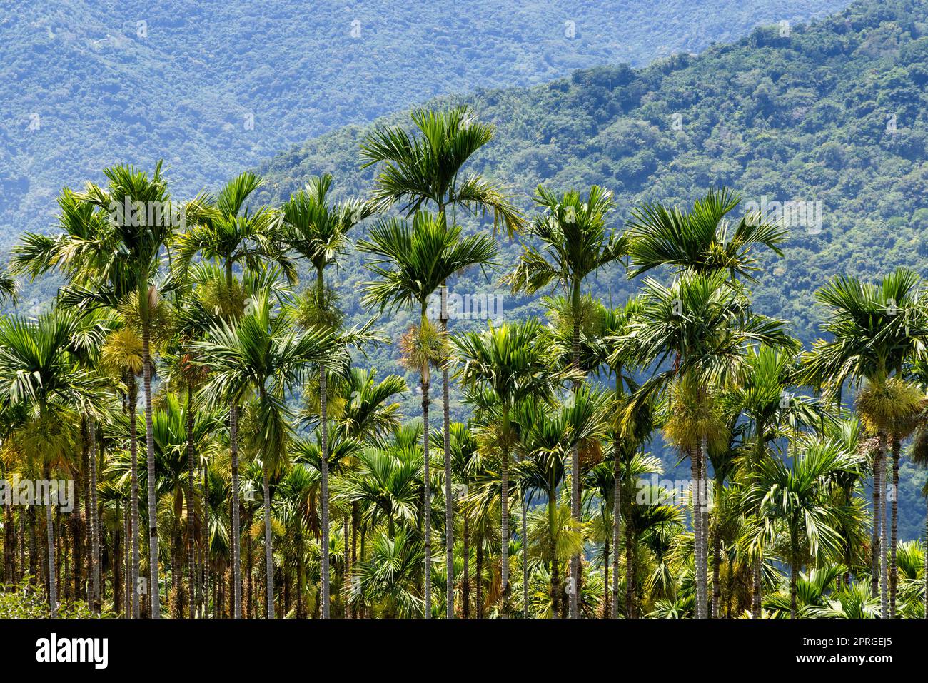 Areca catechu Baum auf dem Berg Stockfoto