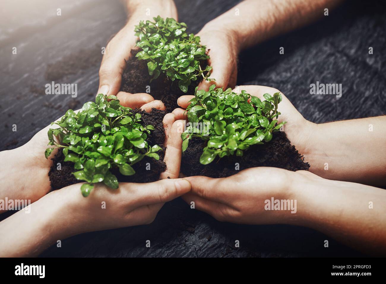 In seinen frühen Entwicklungsstadien. Eine Gruppe von Menschen, die Pflanzen halten, die aus dem Boden wachsen. Stockfoto