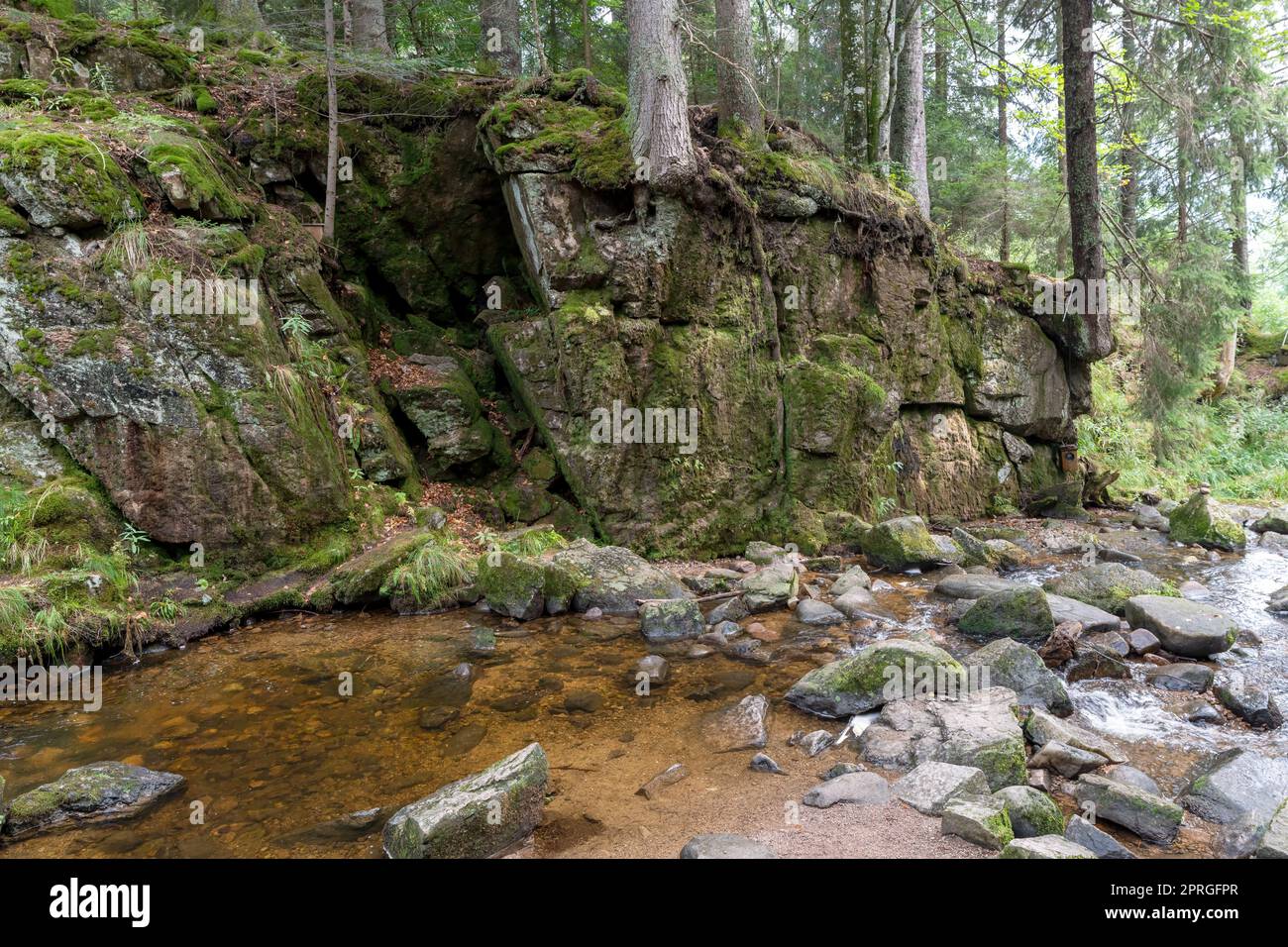 Wasserfall im Schwarzwald mit Bäumen, Felsen und Farnen Stockfoto