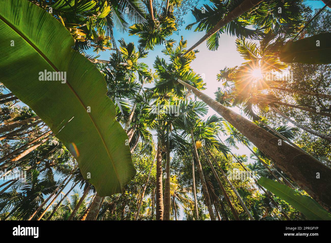 Goa, Indien. Große Grüne Blätter Von Bananengras Auf Dem Hintergrund Hohe Palme Und Blauer Himmel Im Sommer Sonnentag. Ansicht Von Unten. Weitwinkel Stockfoto