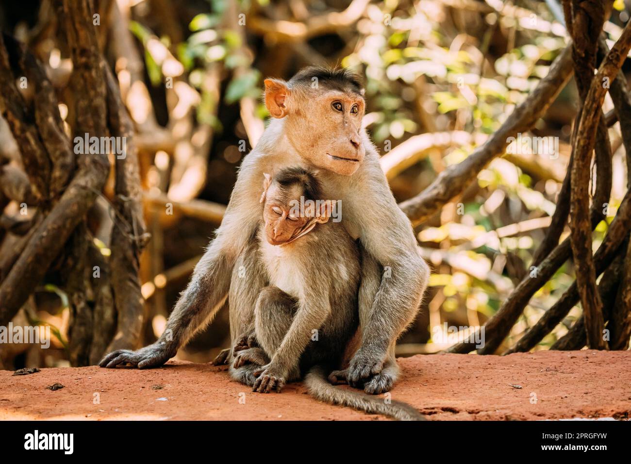 Goa, Indien. Haube Makak - Macaca Radiata Oder Zati Mit Neugeborenen Auf Dem Boden Sitzend. Affe Mit Kleinkind Baby Stockfoto