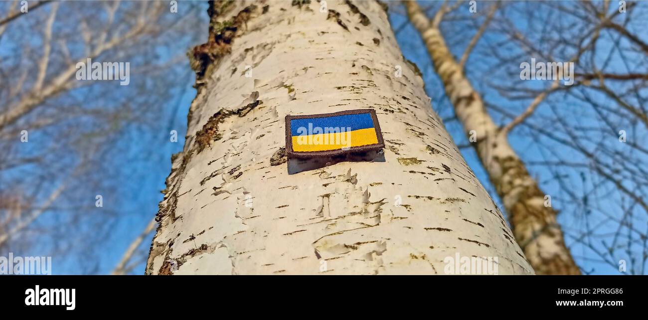 Ukrainische Flagge auf Birke im Wald. Staatssymbol der Ukraine Stockfoto