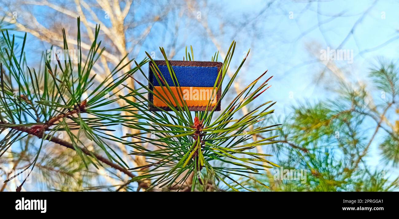 Staatssymbol der Ukraine auf Kiefernzweig im Wald. Flagge der Ukraine Stockfoto