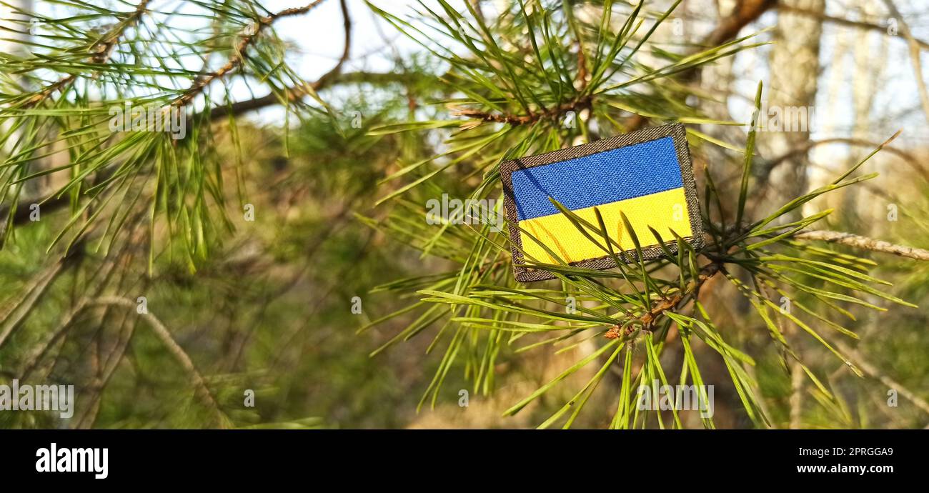 Ukrainische Flagge in Piniennadeln. Kampf der Ukraine gegen die russischen Besatzer Stockfoto