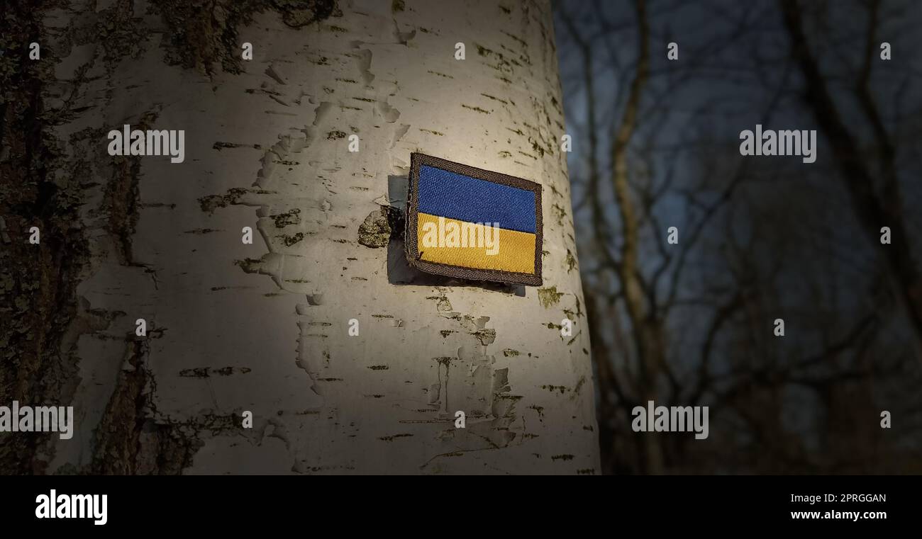 Ukrainische Flagge auf Birke im Wald. Staatssymbol der Ukraine in der Dunkelheit Stockfoto
