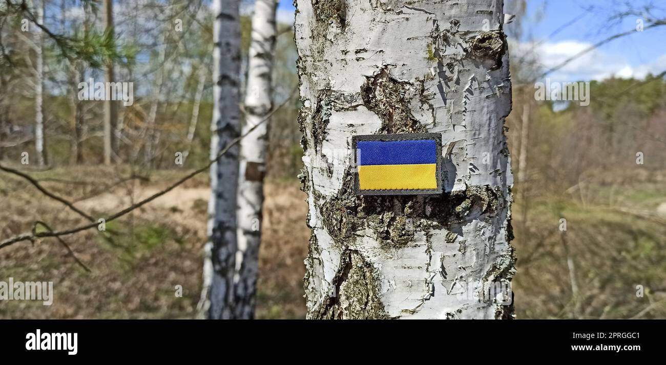 Ukrainische Flagge auf Birke im Wald. Staatssymbol der Ukraine. Blaugelbe Flagge der Ukraine. Krieg in der Ukraine. Der Sieg der Ukraine im Krieg gegen Ru Stockfoto