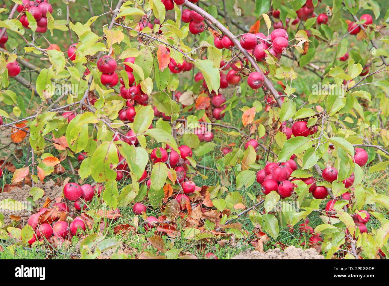 Paradiesäpfel hängen am Ast. Reife Malus prunifolia Stockfoto