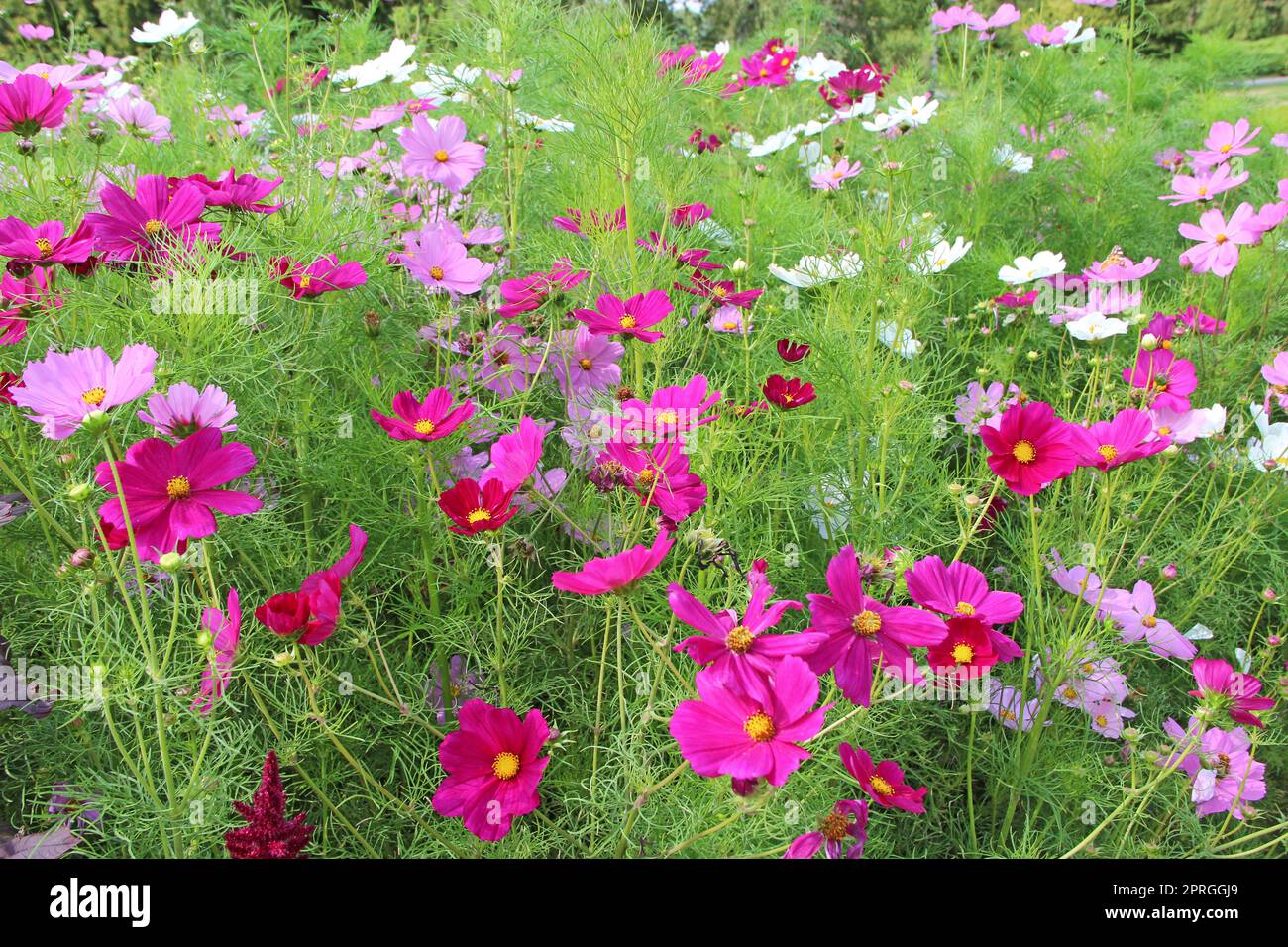 Farbige Blüten von Cosmos bipinnatus blühen auf dem Sommerblumenbeet Stockfoto