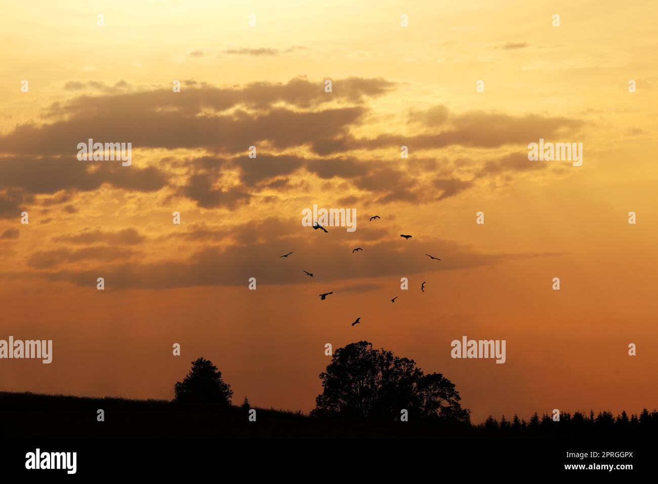 Fliegende Greifvögel bei Sonnenuntergang am Himmel bilden eine Herzform Stockfoto