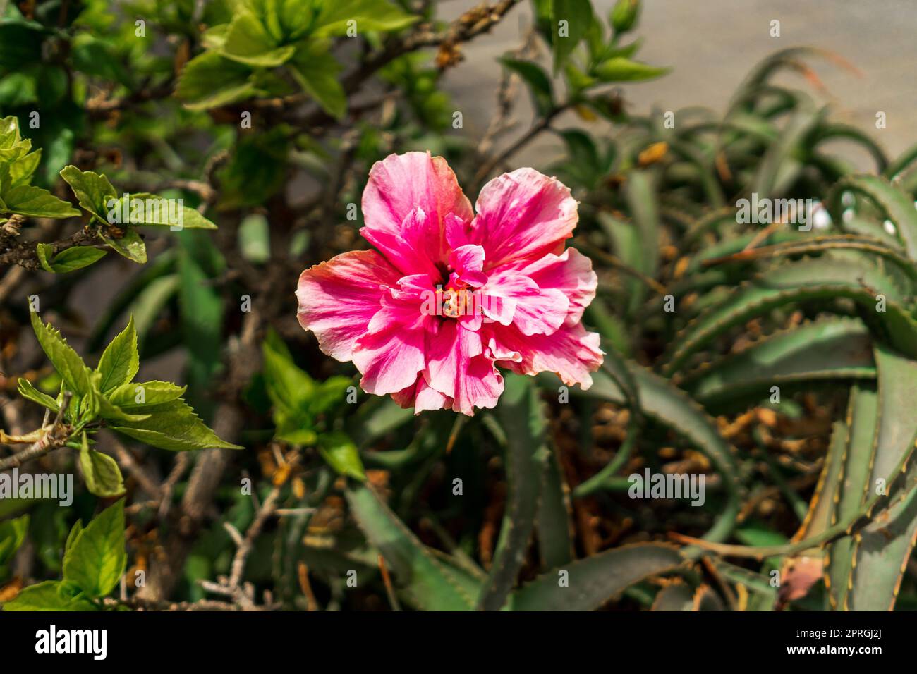 Hibiscus rosa-sinensis blüht aus nächster Nähe im Stadtgarten. Stockfoto