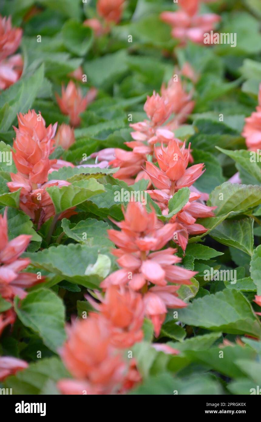 Rote Blumen Salvia splendens Wärme liebenden Pflanzen. Jährliche Werk der Schönen roten Blumen im Garten Beet Stockfoto