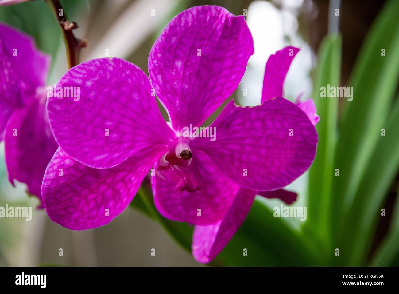 Orchideenblume, Pink Magic Vanda. Tropischer floraler Hintergrund Stockfoto