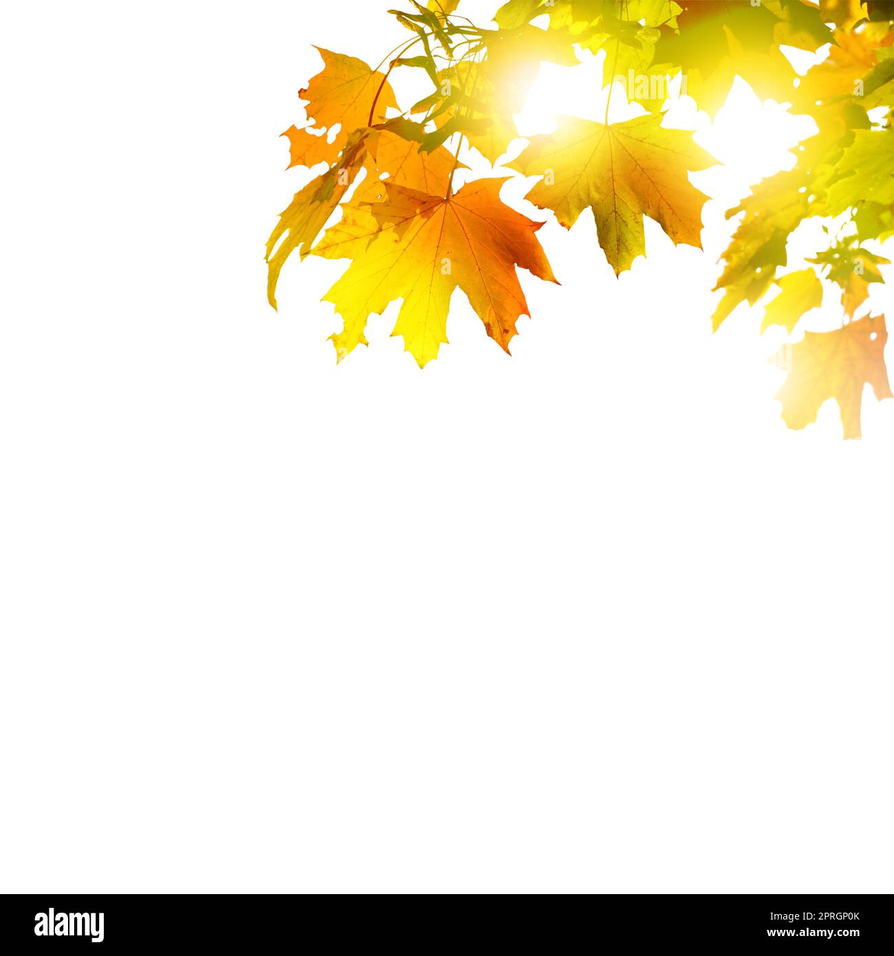 Bunte helle Blätter isoliert auf weißem Hintergrund Stockfoto