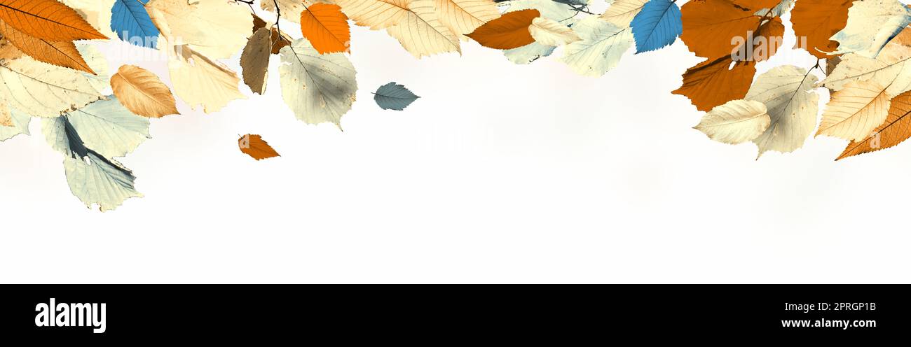 Bunte helle Blätter isoliert auf weißem Hintergrund Stockfoto