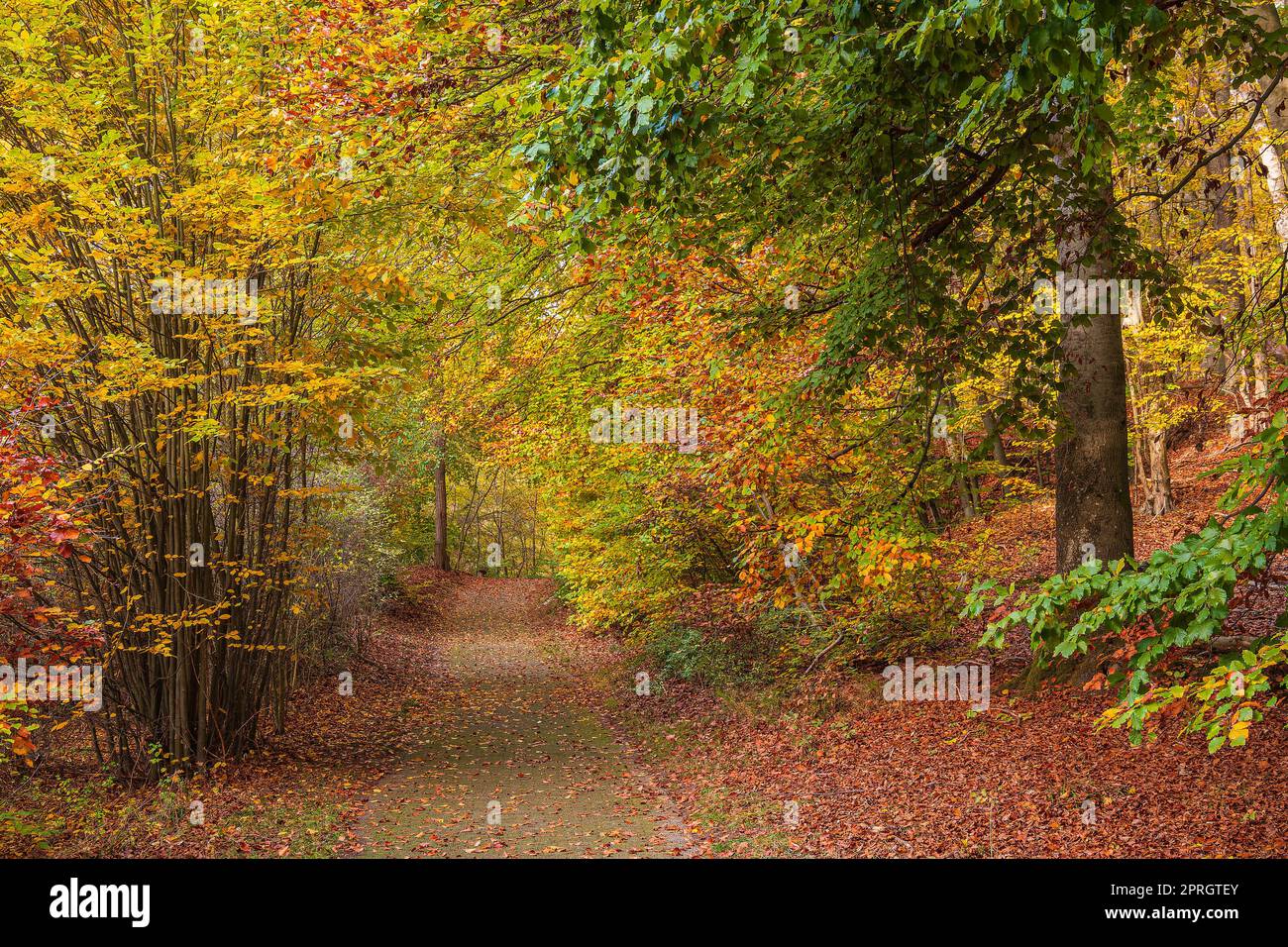 Landschaft im Herbst in der Feldberger Seenlandschaft, Deutschland. Stockfoto