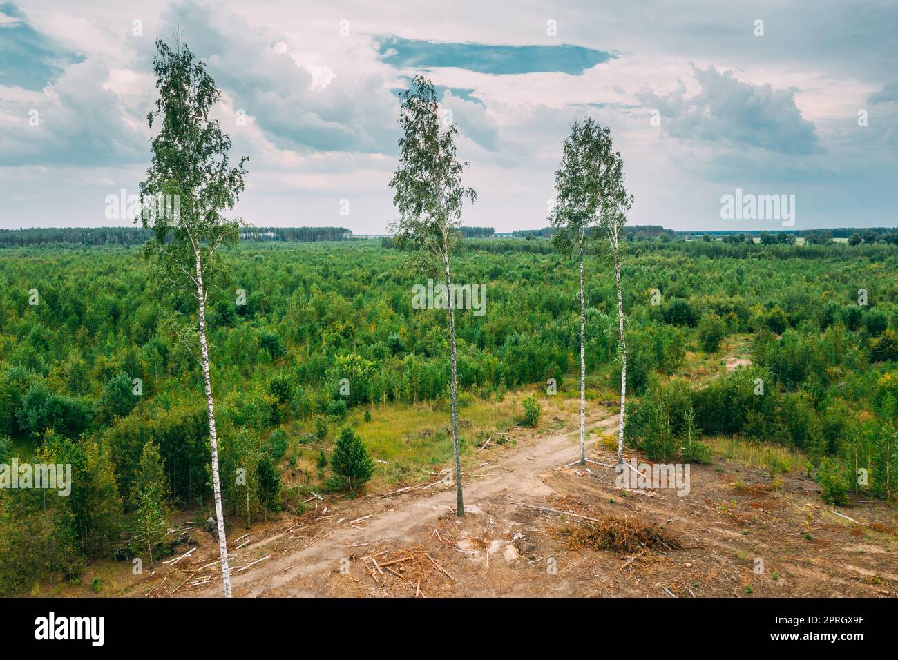 Erhöhte Aussicht Grünwaldabholzung Landschaft. Blick Von Oben Auf Falled Woods Trunks Und Wachsenden Jungwald. Die Europäische Natur Aus Der Hohen Einstellung In Der Sommersaison Stockfoto