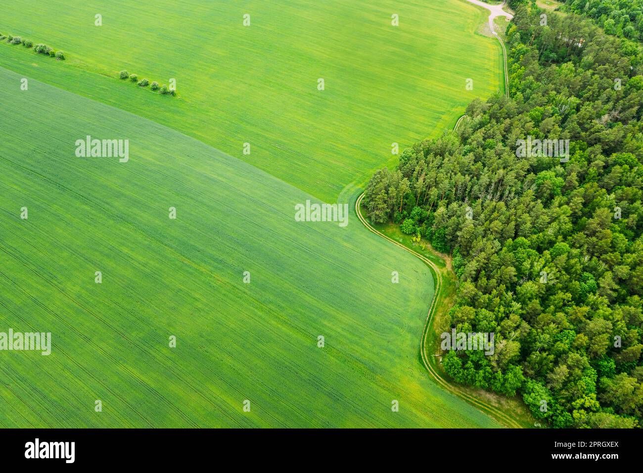 Luftaufnahme Frühling Grünfeld Und Waldlandschaft. Draufsicht Auf Feld- Und Waldgürtel. Vogelperspektive Stockfoto