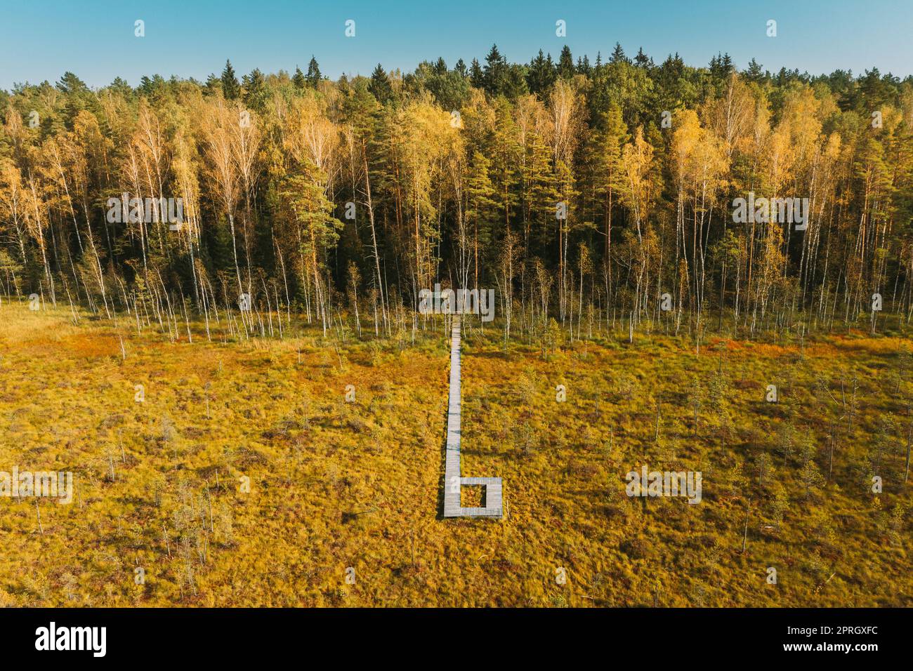 Weißrussland, Biosphärenreservat Beresinsky. Blick aus der Vogelperspektive auf den Holzweg vom Sumpfgebiet zum Wald am sonnigen Herbsttag. Panorama Stockfoto
