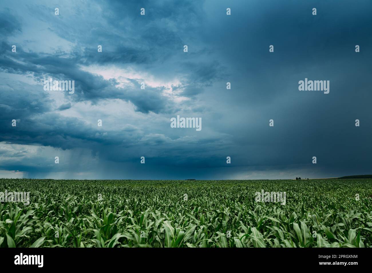 Regnerischer Himmel Mit Regenwolken Auf Horizont Über Landschaftlicher Landschaft Maisfeld. Junge Grüne Maisplantage. Stockfoto