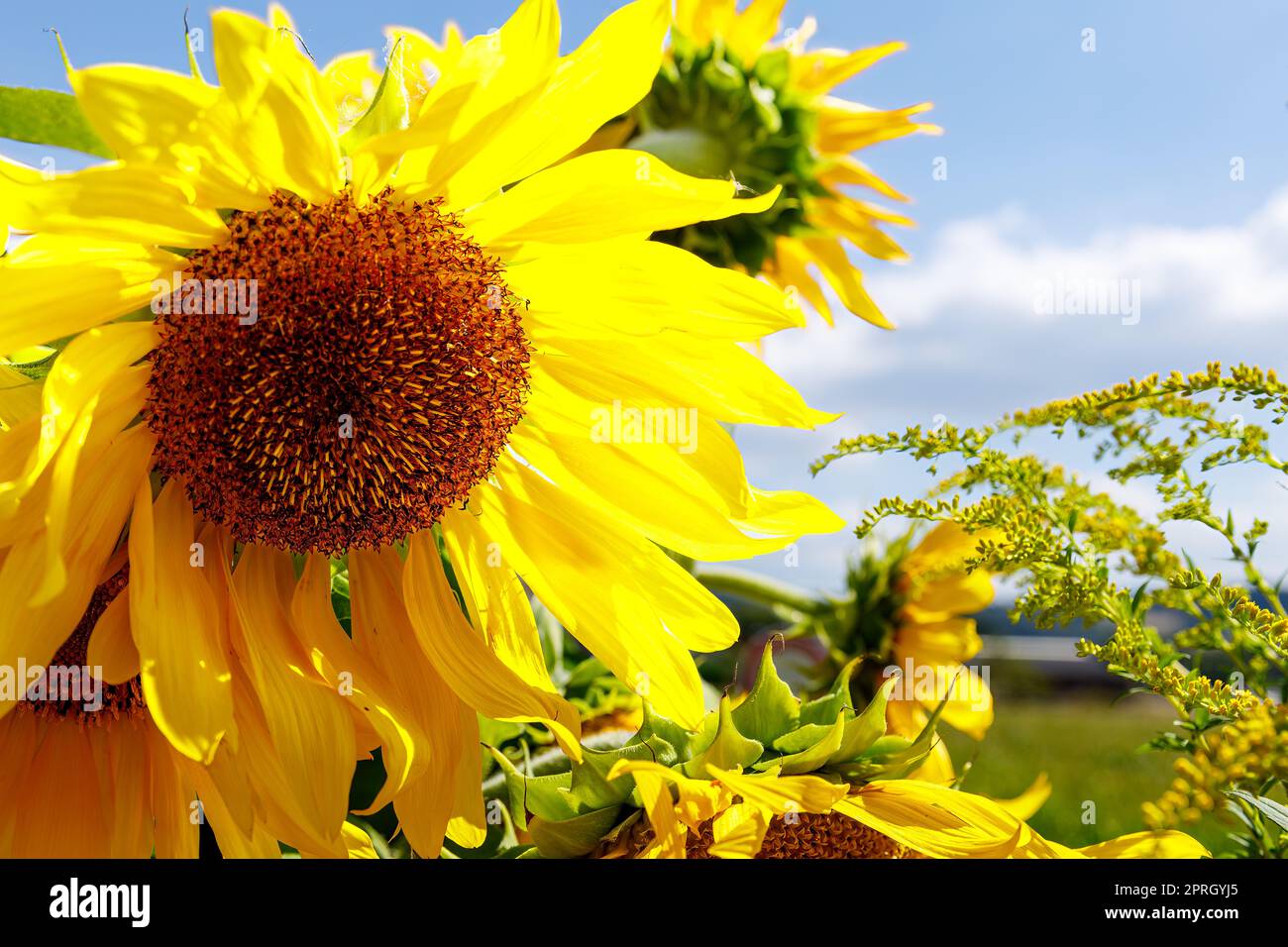 Eine blühende Sonnenblume im Garten Stockfoto